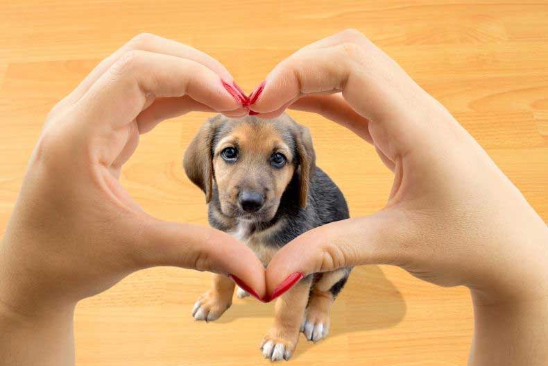 petspavilion-about-us1