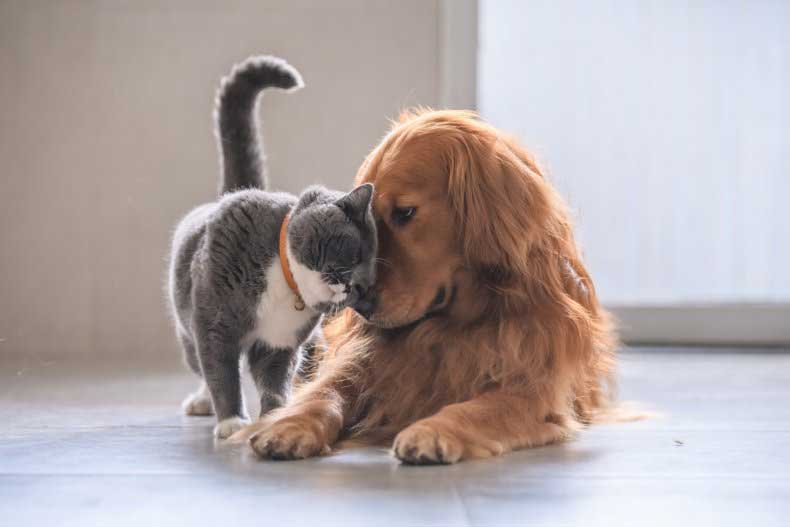 petspavilion-about-us1